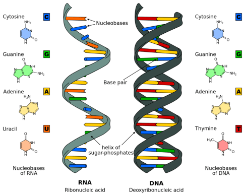 1280px-Difference_DNA_RNA-EN.svg_-1024x819