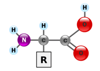 amino acid