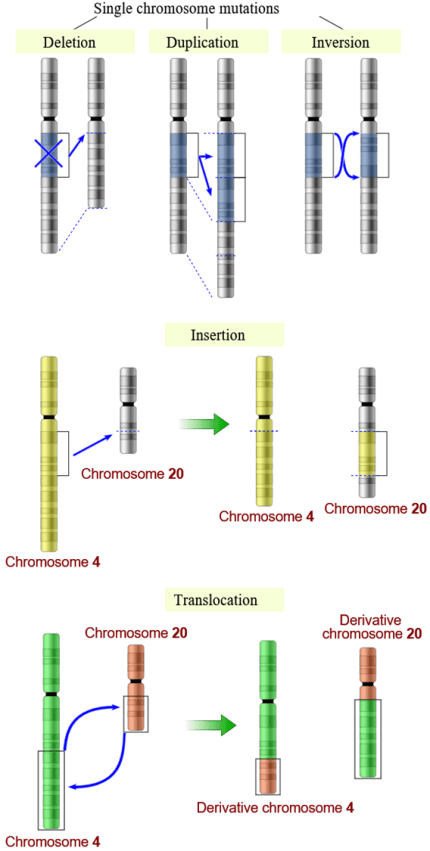 chromosomal mutations