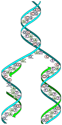 DNA_replication_split