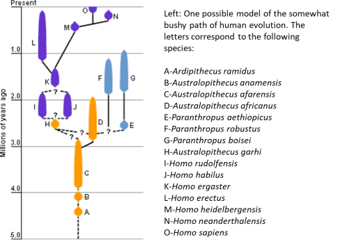 hominid evolution