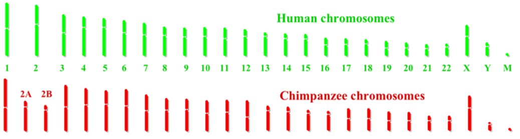 human vs chimp chromosomes