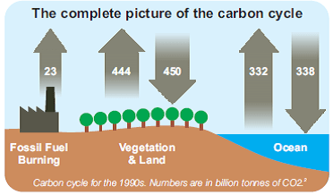 carbon cycle