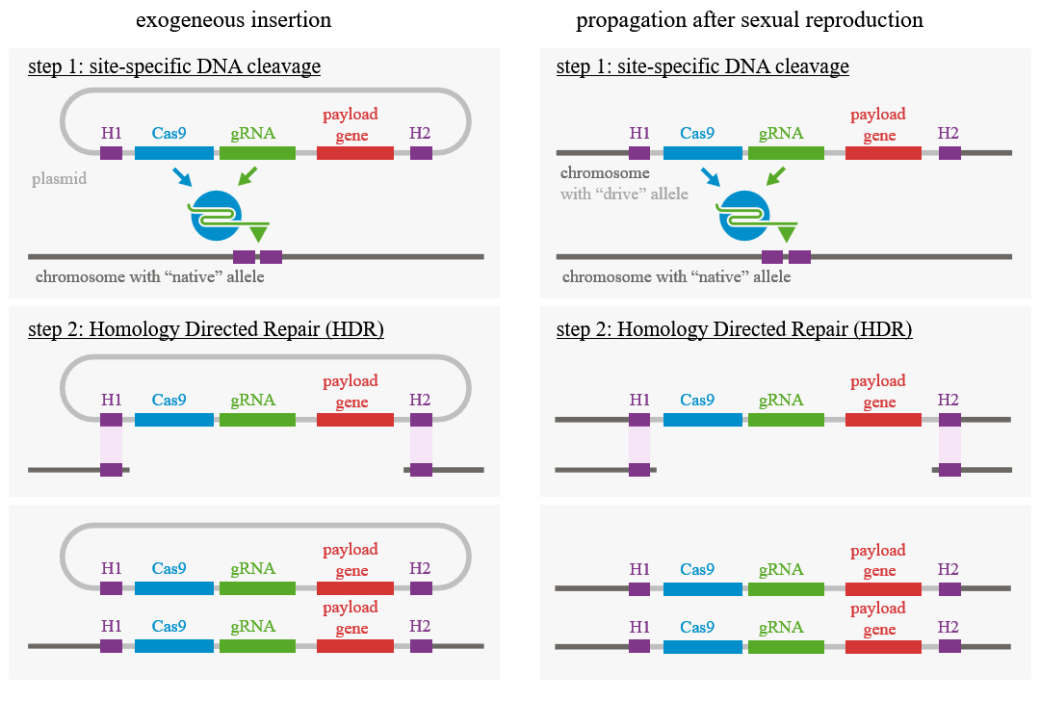 CRISPR gene drive mechanism