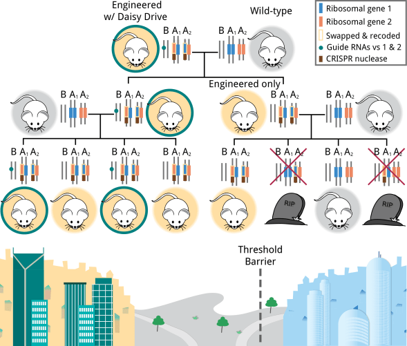 daisy drive with gene swap