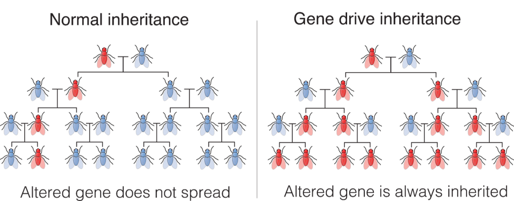 gene drive inheritance