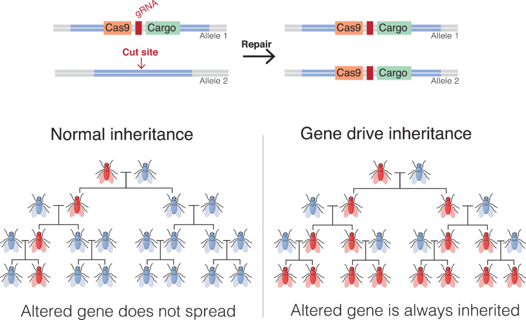gene drive inheritance_full