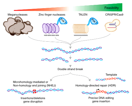 MEGANUCLEASE-ZFN-TALEN-CRISPR-text-to-path(1)