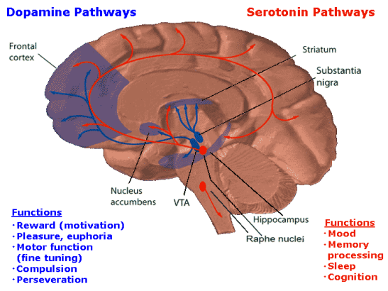How Psychedelics Affect The Human Brain Part Ii Brain Imaging And